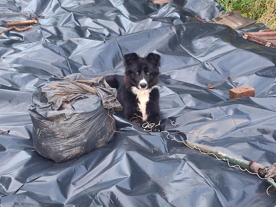 Pets making money on social media