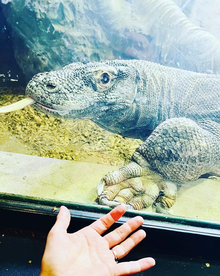 Komodo dragons at Memphis Zoo