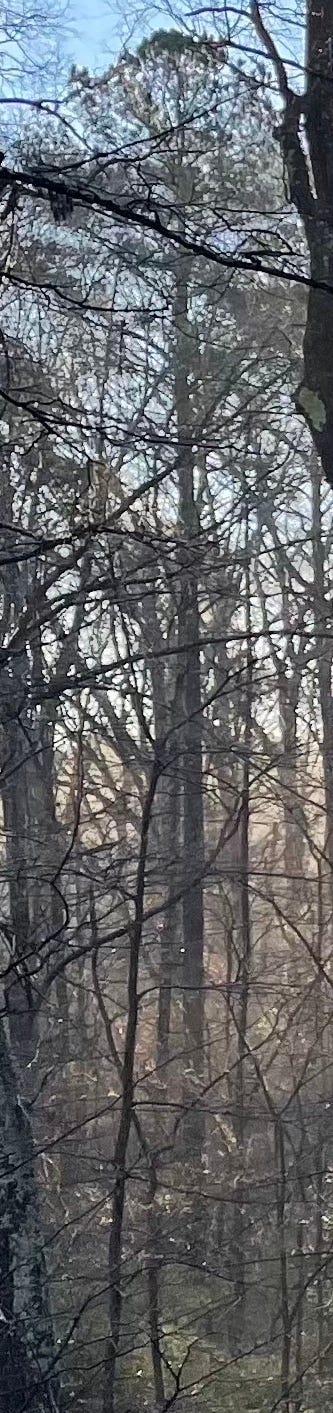 Tall tree, from down in the dark underbrush to a flourishing crown.
