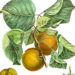Roots and Fruits