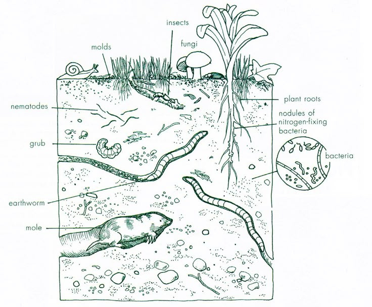 This may contain: diagram of soil and plants in the ground