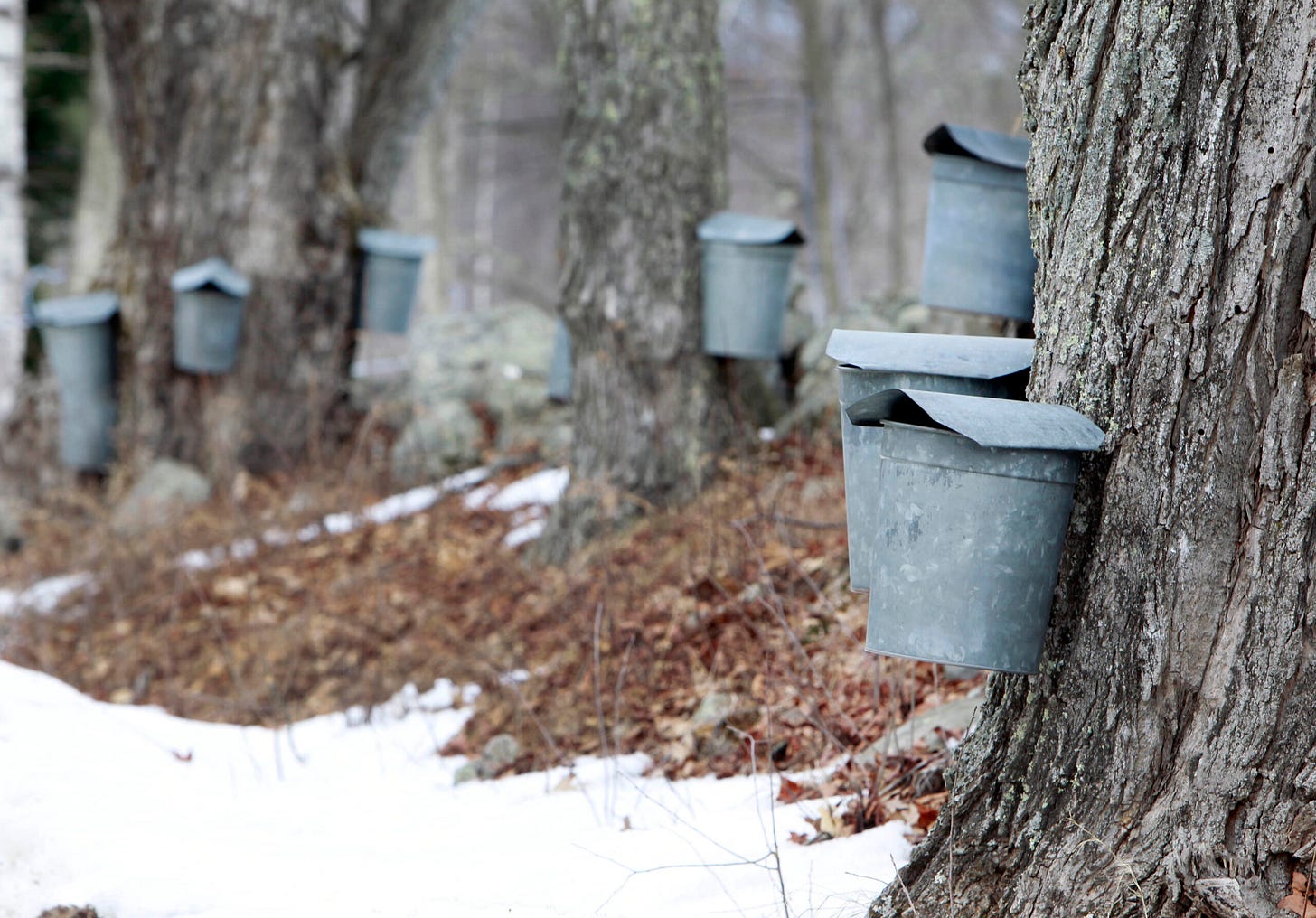 Maple tapping season begins earlier than usual - WPR