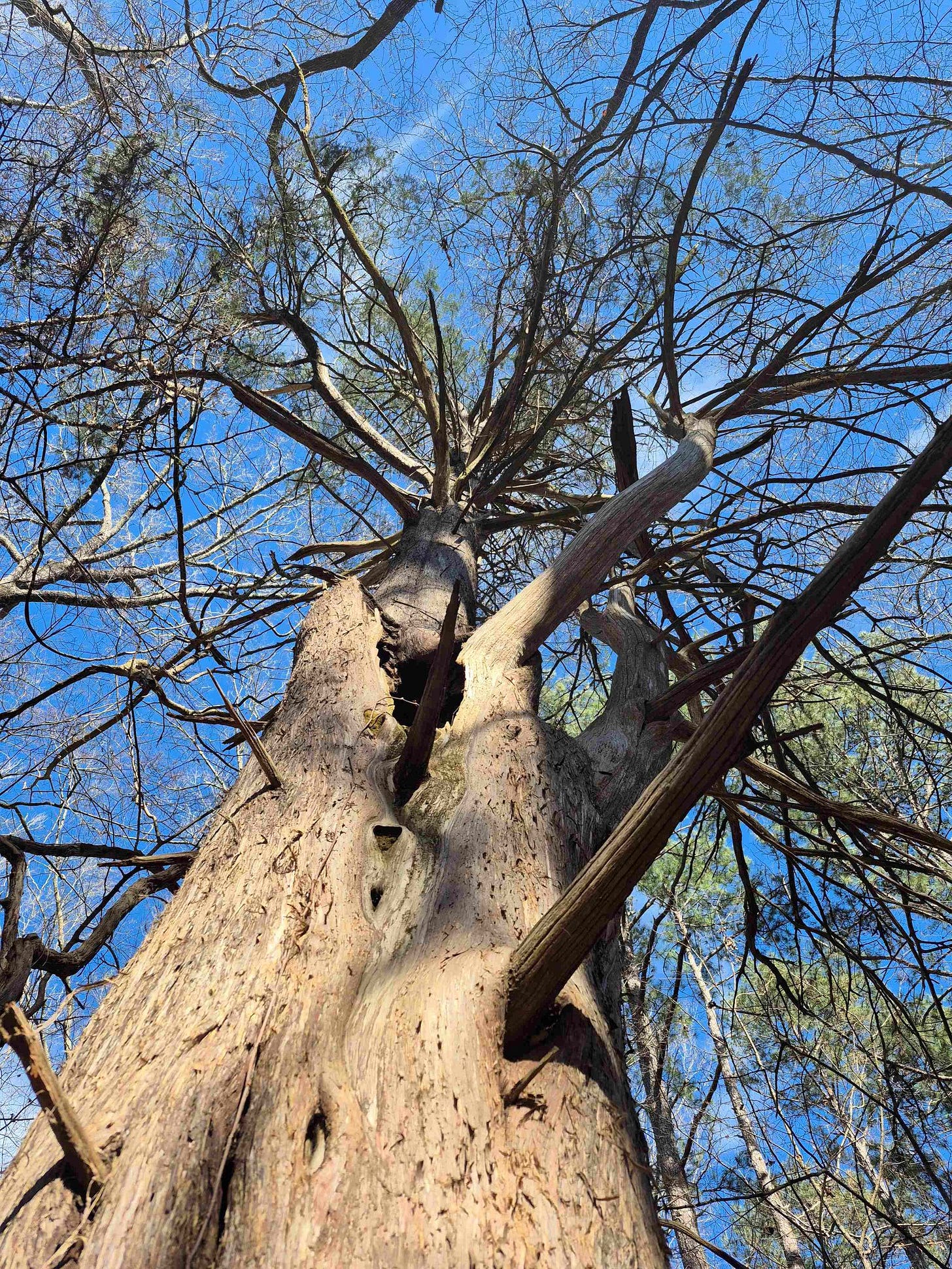 Red cedar tree in early spring looking up toward branches
