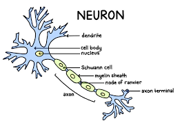 Neurons (Nerve Cells): Structure ...