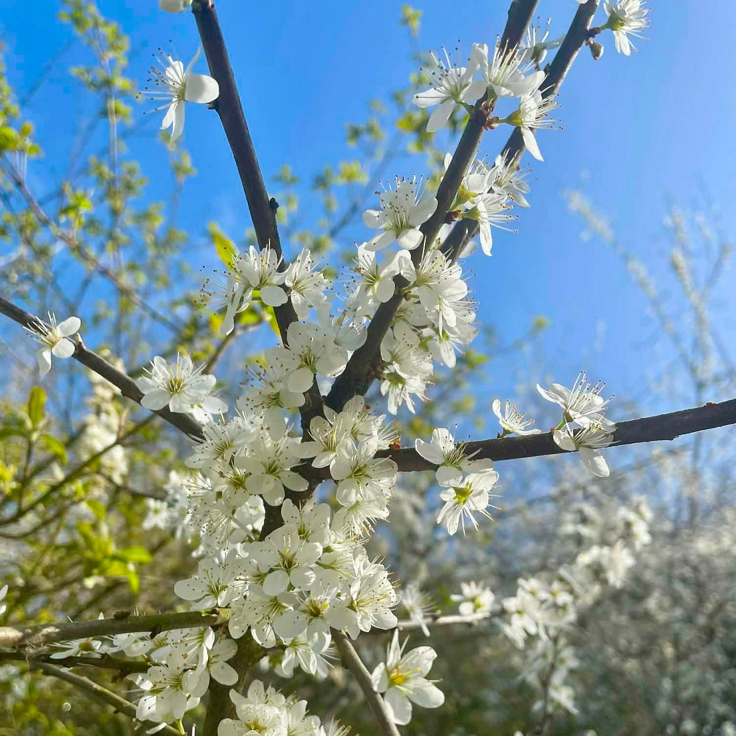Kan een afbeelding zijn van krentenboompje, steenvruchtboom en bloem
