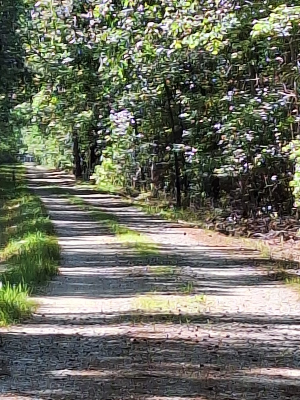 Sunlit country driveway winding through a wooded area with alternating patches of light and shadow.