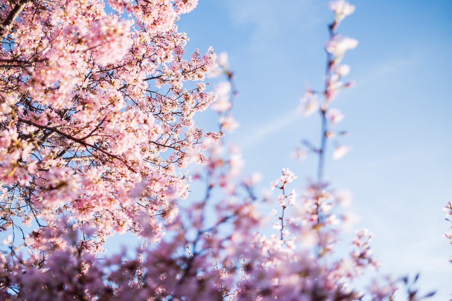 Cherry Blossom Watch Update: March 15, 2026