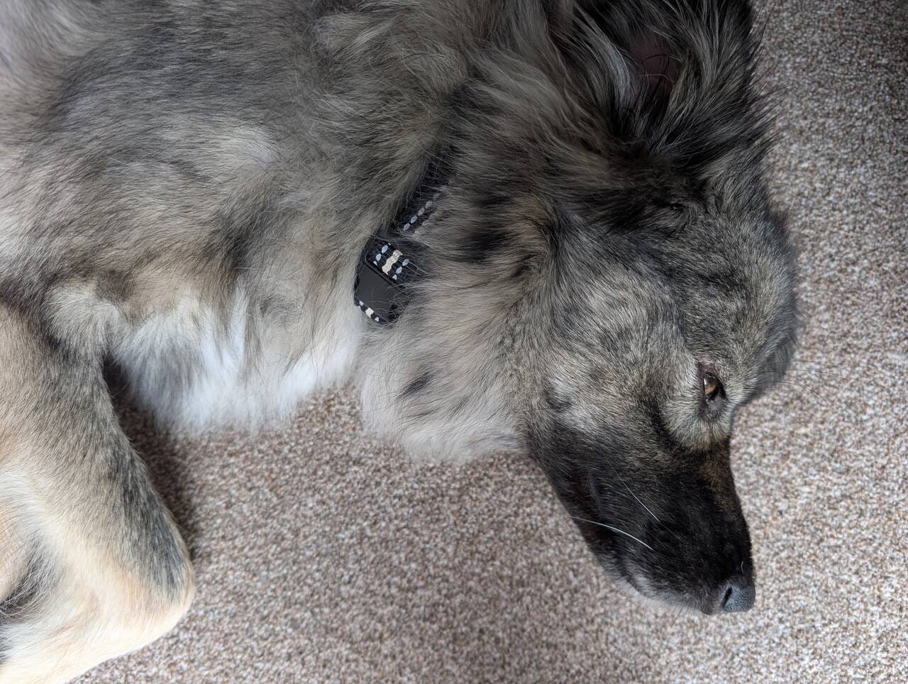 Dog resting on a carpet