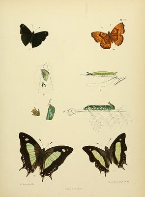 Old drawings of insects and reptiles
