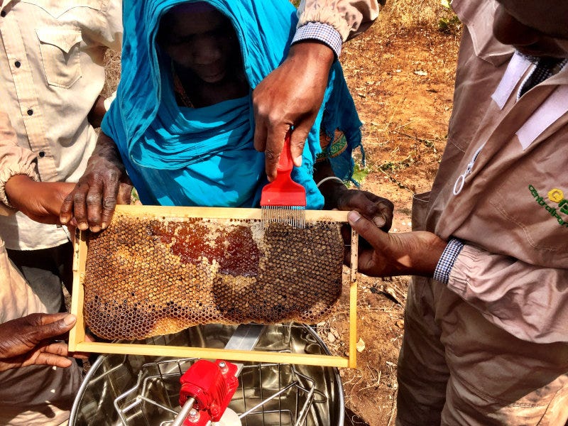 Central Park Bees buys honey from about 1,300 small-scale farmers in Tanzania. Central Park Bees buys honey from about 1,300 small-scale farmers in Tanzania.
