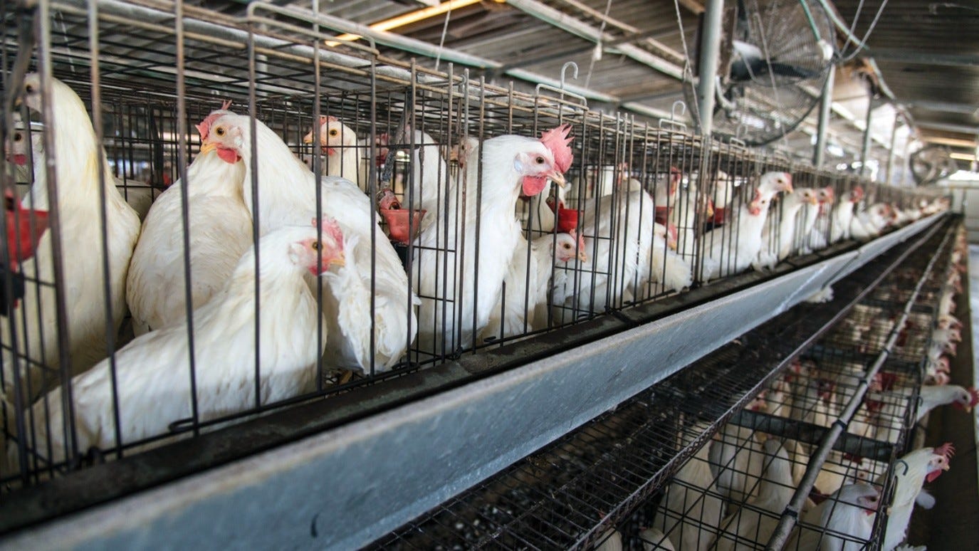 Factory farming is the slavery of our time