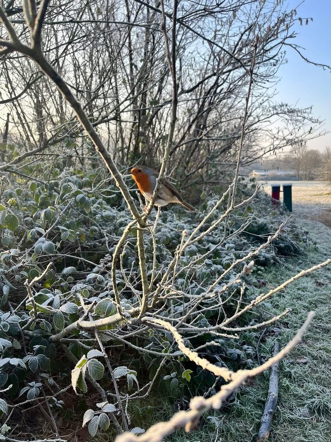 May be an image of bird and the Cotswolds