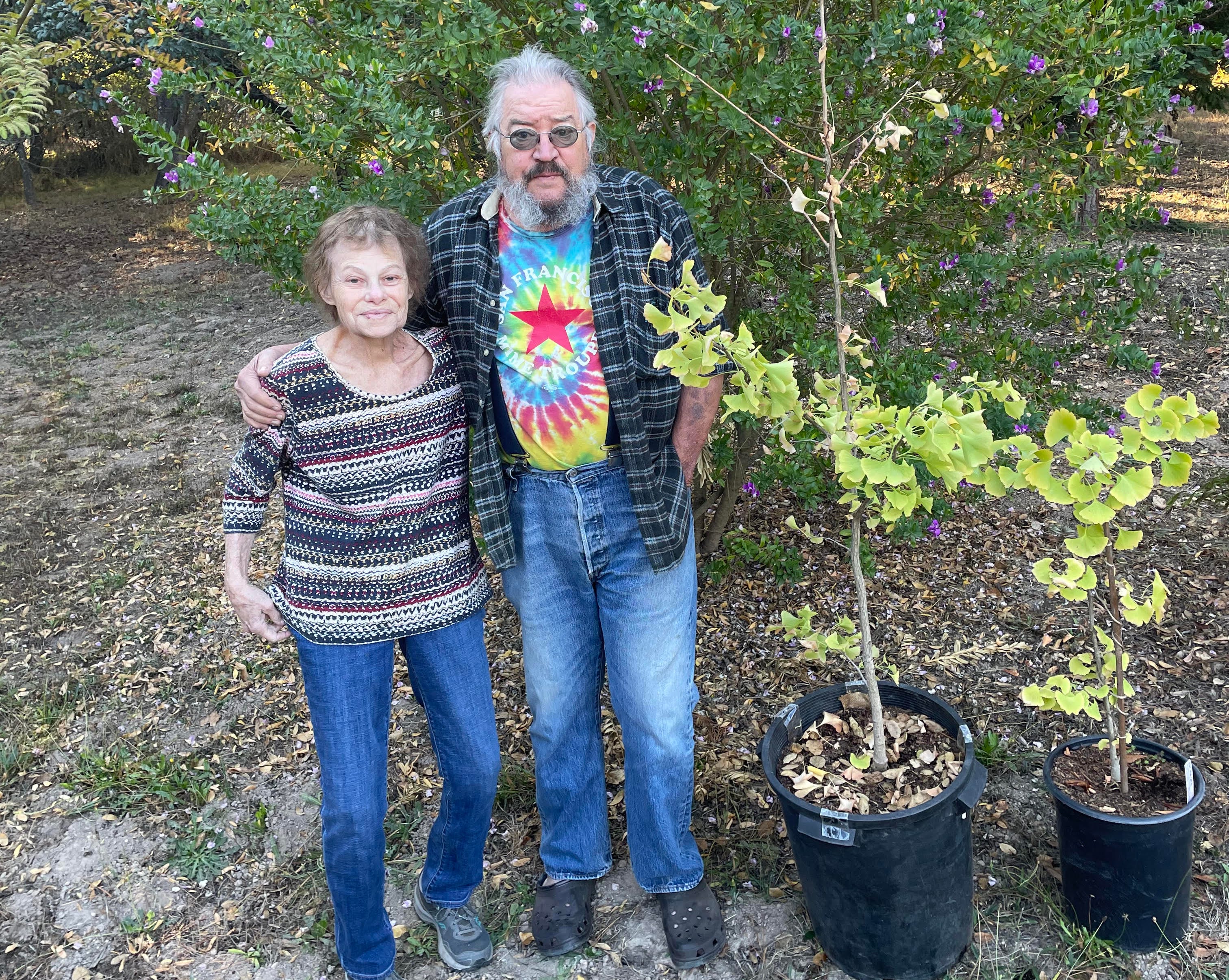 落葉樹 jimami Hiroshima Ginkgo trees to be planted near Sebastopol Peace Garden