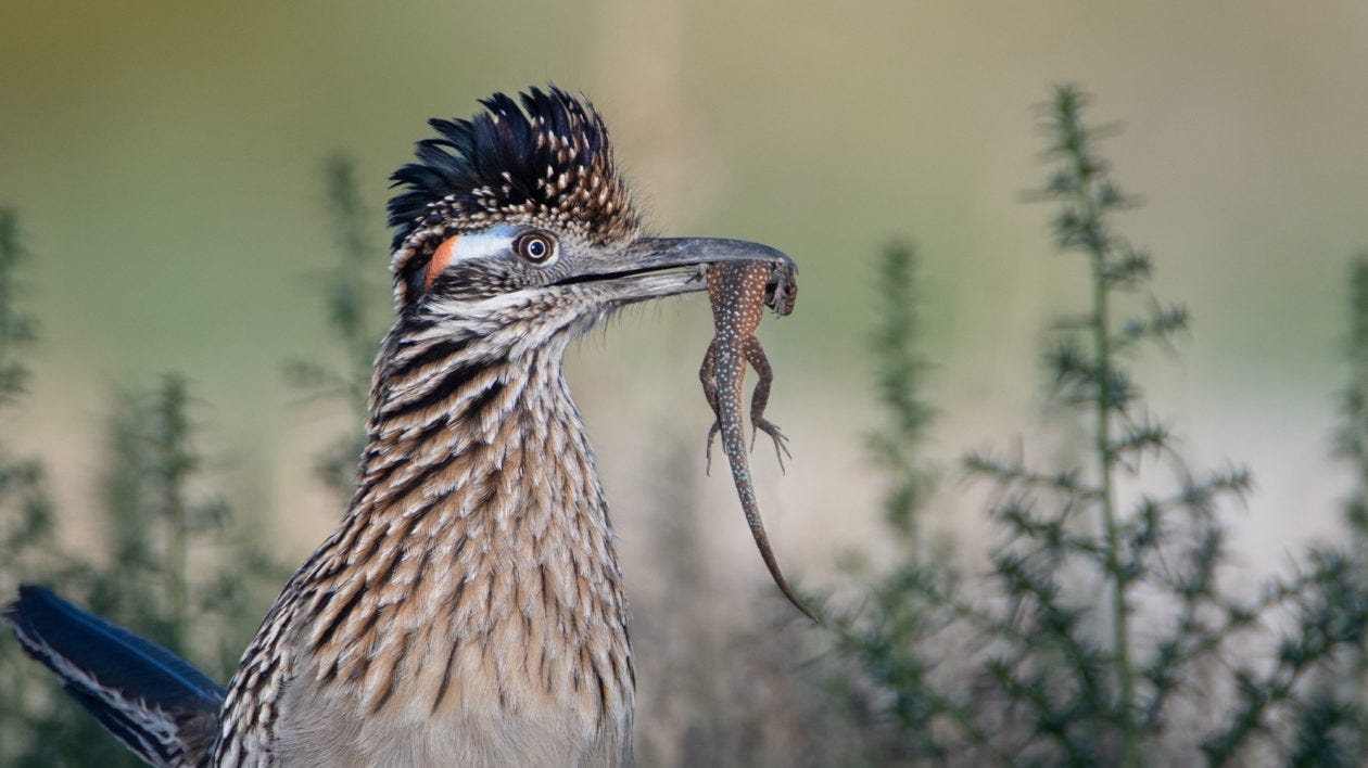 Roadrunner: Meet the Real Bird Behind the Cartoon Roadrunner: Meet the Real Bird Behind the Cartoon