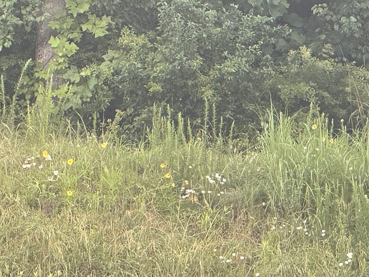 Wildflowers and overgrown grass and weeds