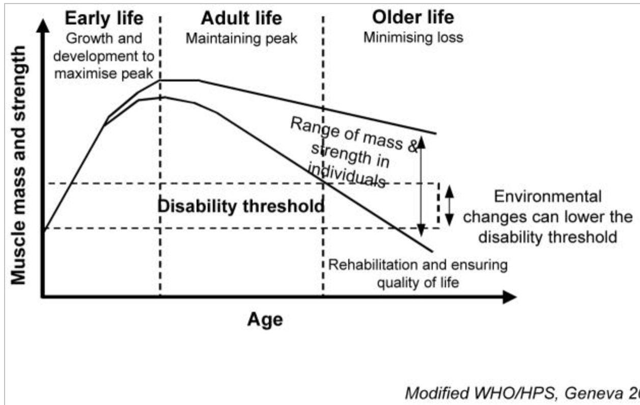 graph-of-muscle-loss-with-age - Larson Sports and Orthopaedics