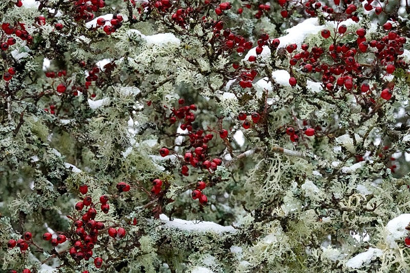 Red hawthorn berries on lichen encrusted branches with a covering of fresh snow