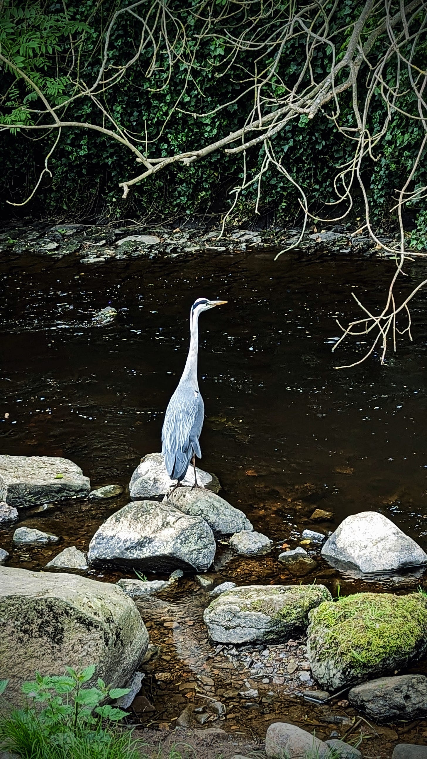 A long-necked Heron sits stone-still on a large boulder by the riverside. His wings fade into gre-blue towards the tip, his neck and head pure-white. A slick black dash above his eye, tilted head and closed beak give him an enquiring look. He is framed by delicate, bare branches that dip towards the river's surface. 