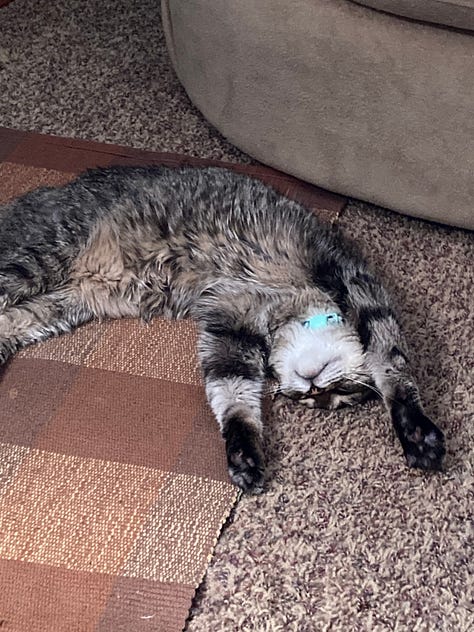 A Cat Named Jazzy