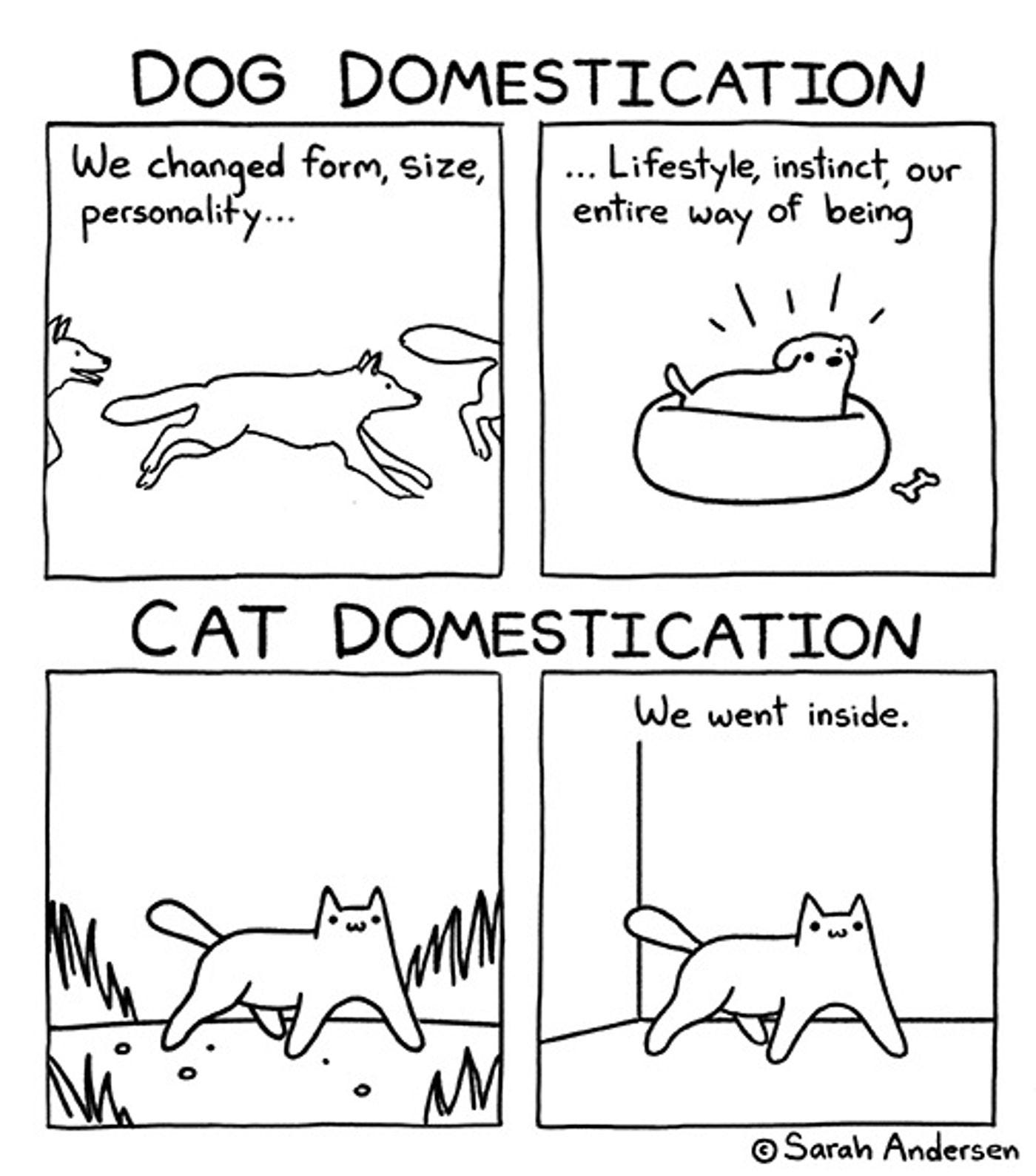 Dog Domestication Shows Dogs Changing Their Way of Life While Cats Just Went Inside to Be Tamed