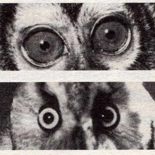 Nocturama