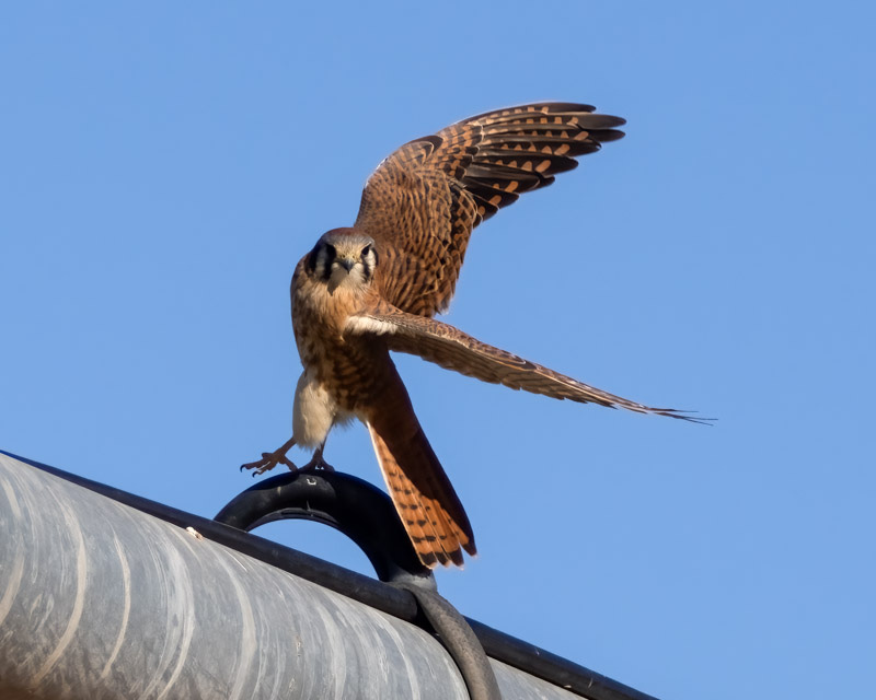 20241205-Manville-121-Edit.jpg
