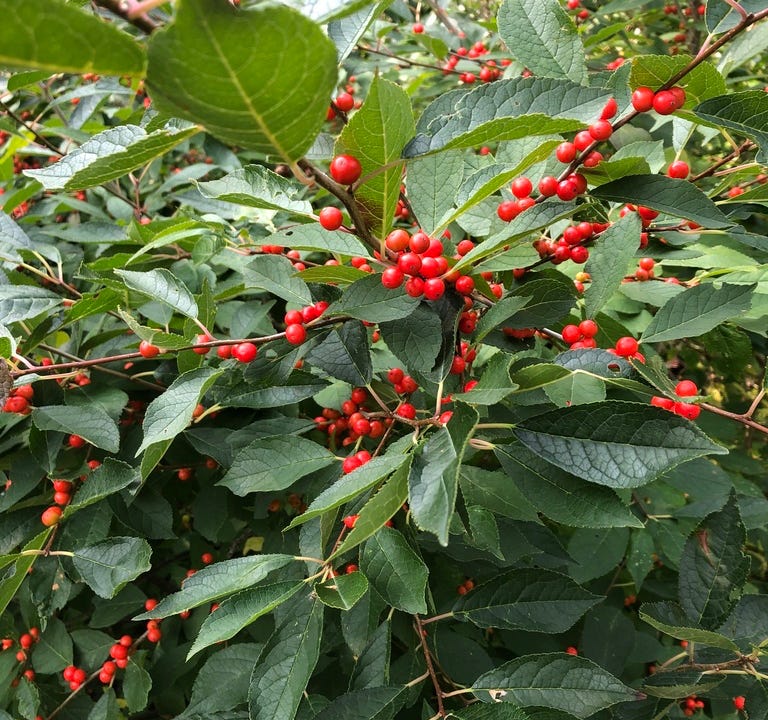 Winterberry