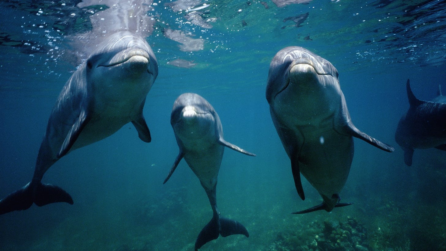 Dolphins: Facts about the intelligent marine mammals that use tools to hunt | Live Science Dolphins: Facts about the intelligent marine mammals that use tools to hunt | Live Science