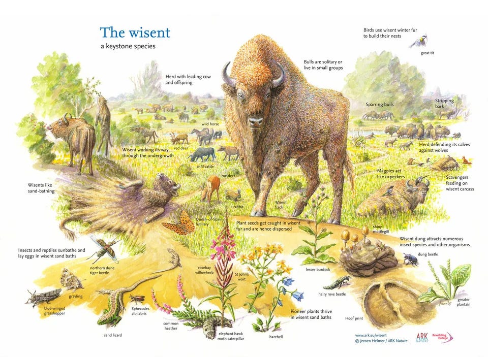 disturbance ecology