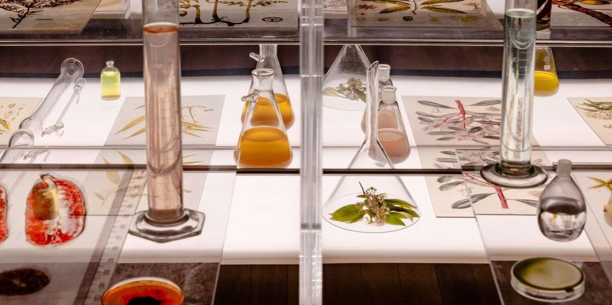 Janet Laurence’s Elixir Lab at Lyrebird festival