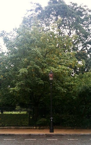 Lantern and tree in the rain Lantern and tree in the rain