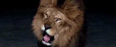 Lion roaring for a second helping of Pierre.