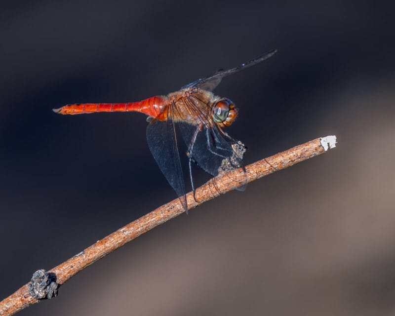 20260902-Sweetwater-318-Edit.jpg