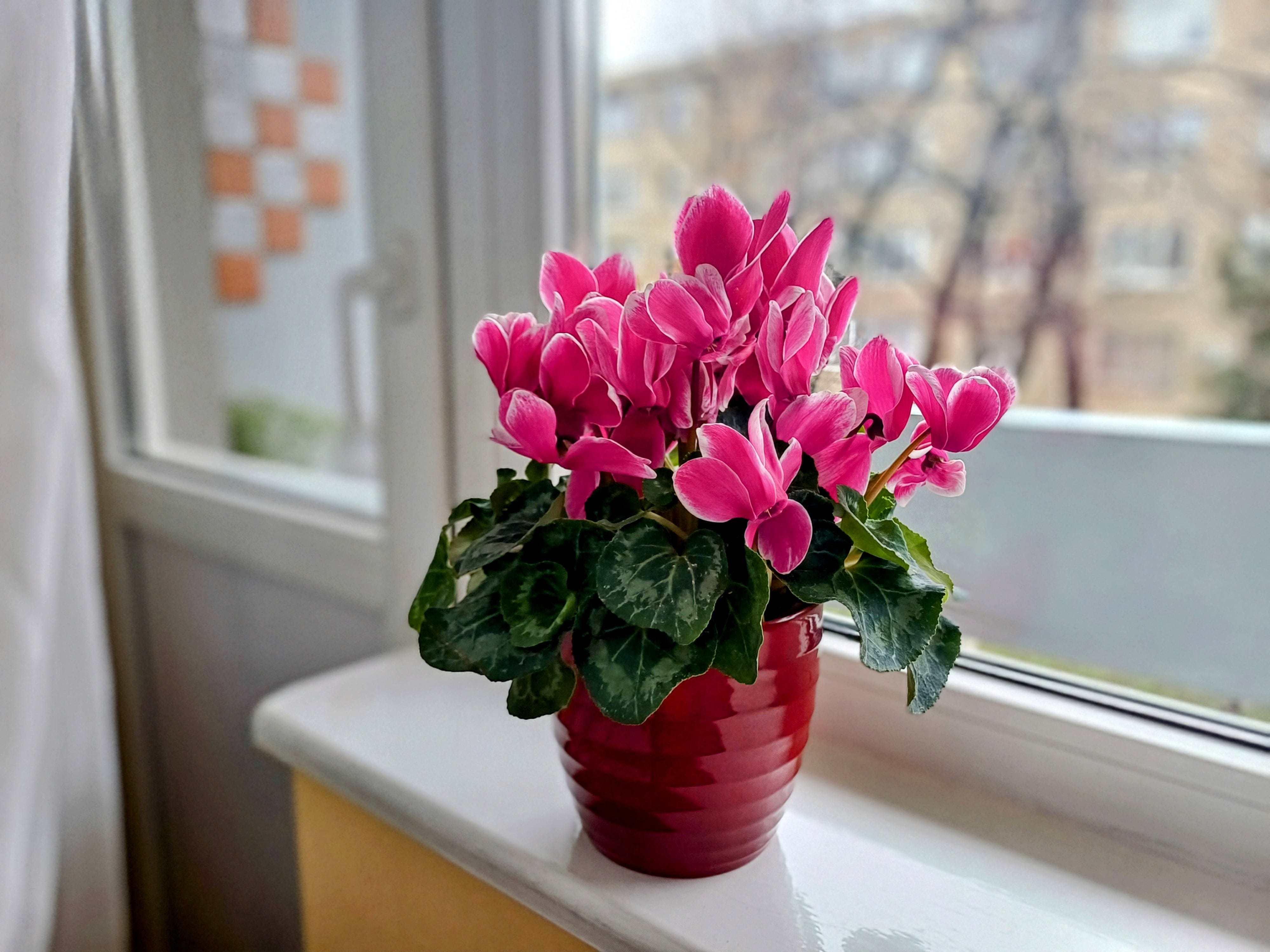 Poveşti despre cuvinte