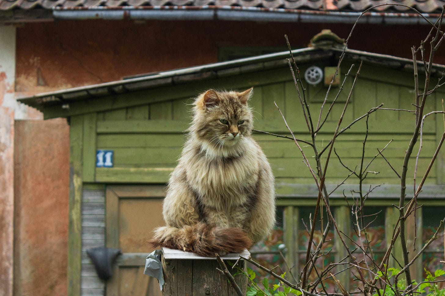 cats versus people