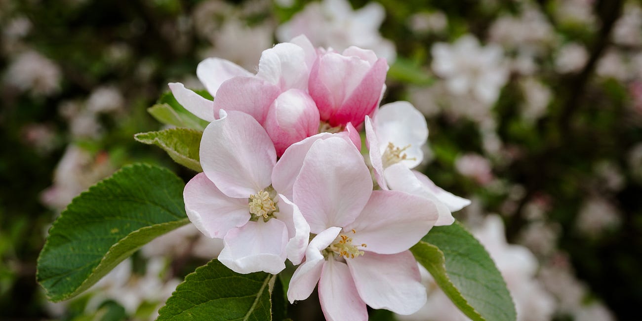 In My Cottage Garden: April 2025