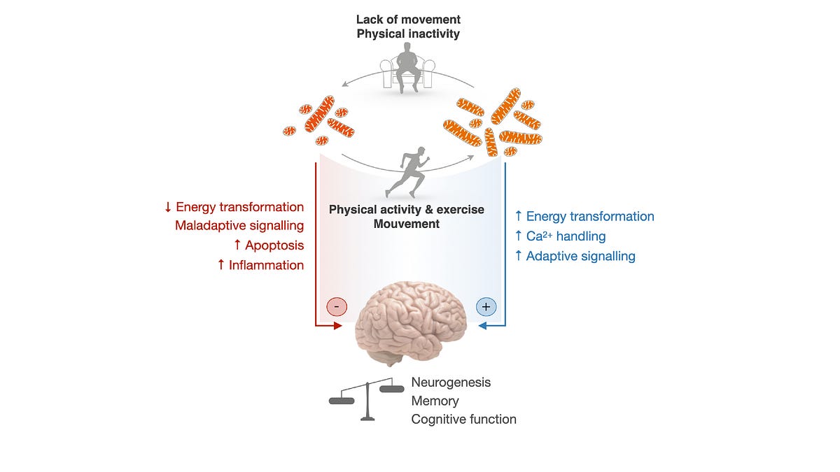 Mitochondria and Brain Health