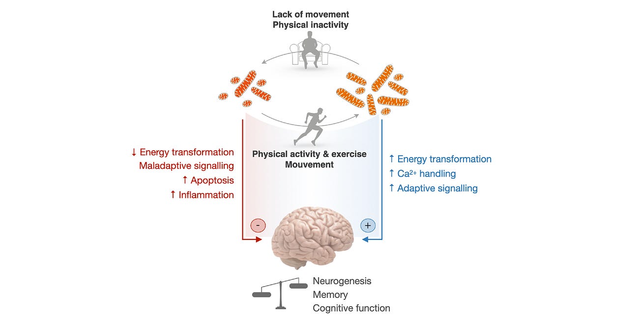 Mitochondria and Brain Health
