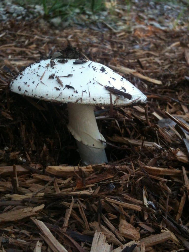 A white mushroom growing out of mulch

AI-generated content may be incorrect.