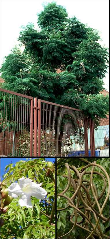 Top: a full grown Radermachera sinica, Bottom Left: white, trumpet shaped flowers, Bottom Right: long, curled seed pods