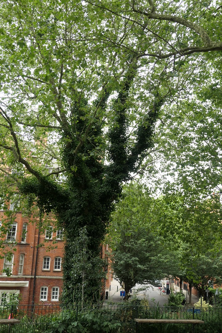 Trees, flowers and park benches.