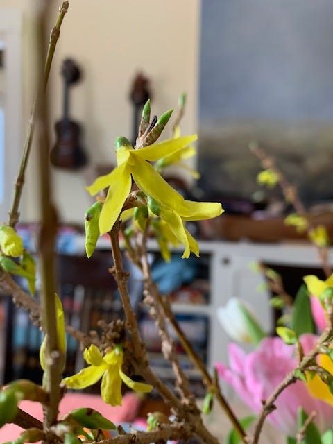 a branch of forsythia blossoms in a vase on a table.