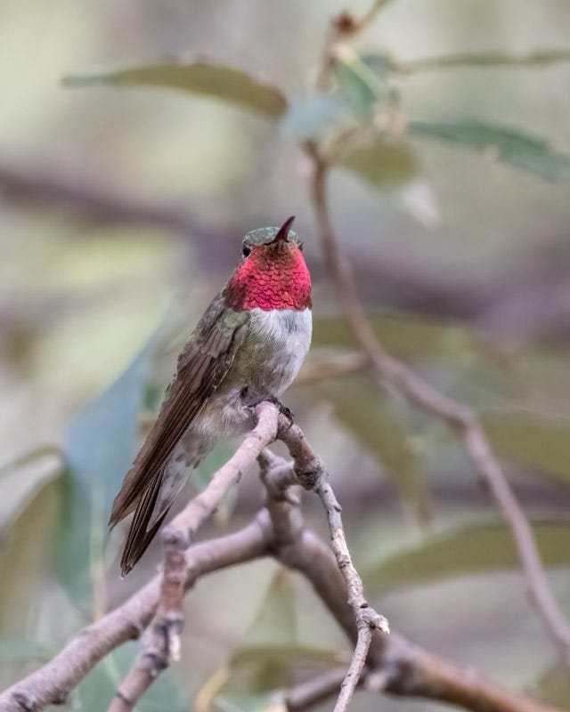 20250721-MillerCanyon-346-Edit.jpg 20250721-MillerCanyon-346-Edit.jpg
