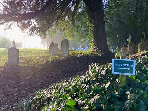 Nearby graveyard and mature trees and shrubs at Newton St Cyres arboretum