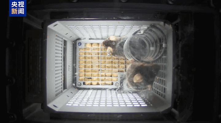 Four mice in microgravity within their enclosures on the Tiangong Space Station in early November 2025.
