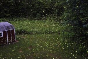 Fireflies lighting up a backyard in New York.