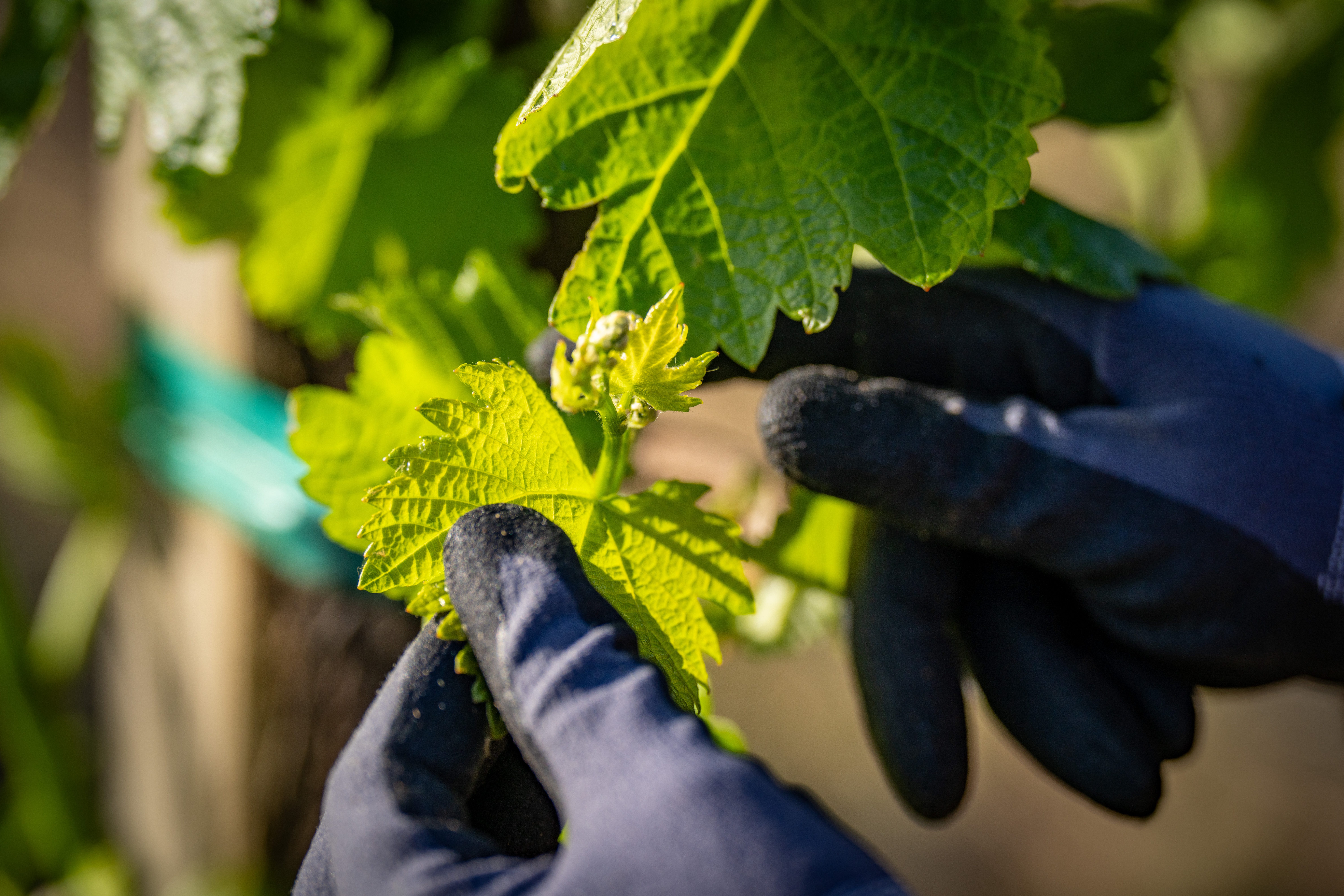 napavalleyfocus.substack.com - Wine Chronicles: Natural Wine's Promise, and Its Limits, for Napa Cabernet