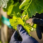 Wine Chronicles: Natural Wine’s Promise, and Its Limits, for Napa Cabernet