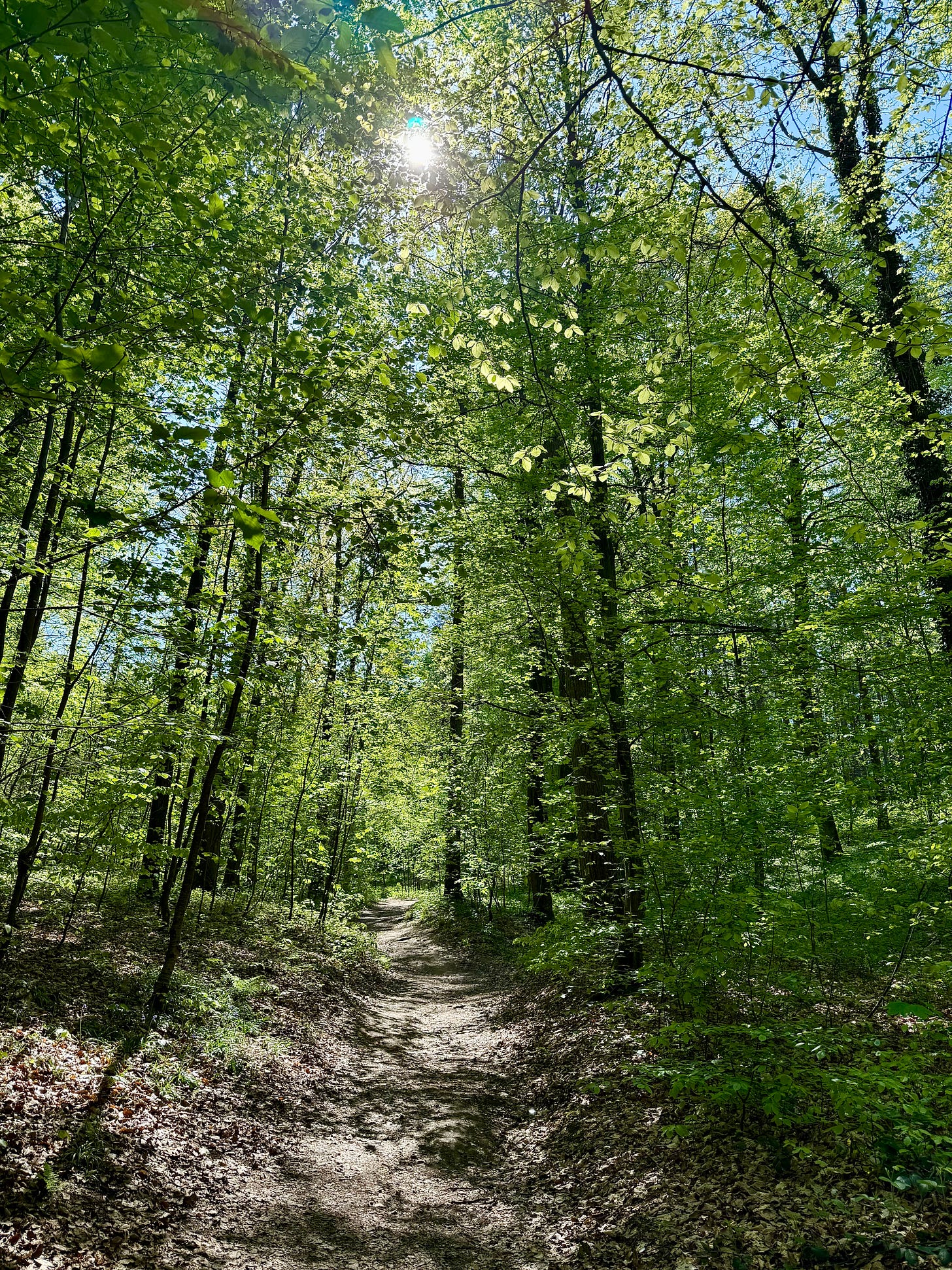 dirty path through sunny woodlands