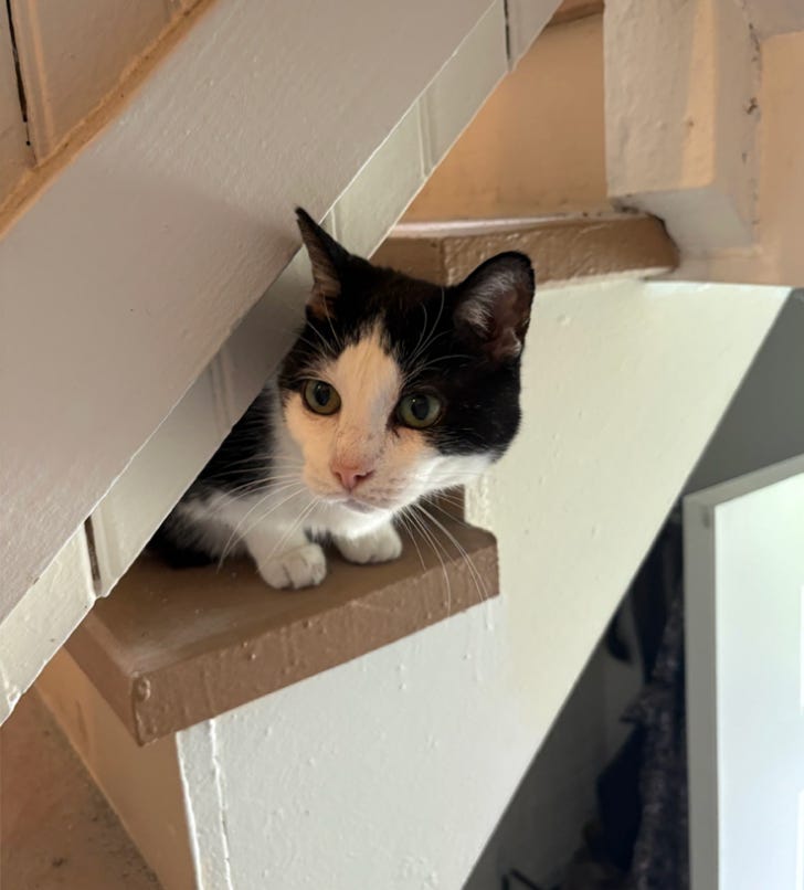 Black and white cat peering under the banister on stairs
